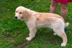 e_2023-07-22-DER-PCA-Porsches-in-the-Park-184